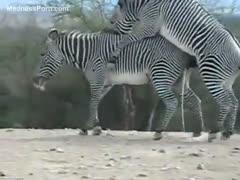 Beautiful zebra is giving a biggest spunk flow on the ground after getting drilled